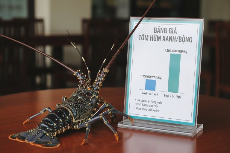 Giá tôm hùm xanh/bông VN – Indo